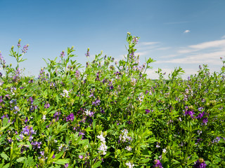 Field of blooming lucerne flowers