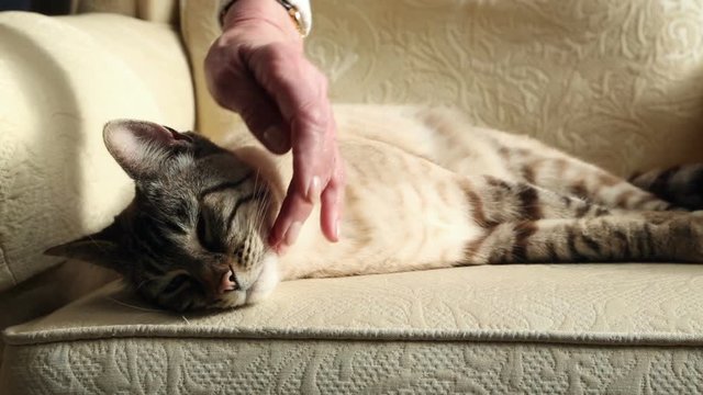 Female Bengal cat lying on sofa being stroked by woman's hand