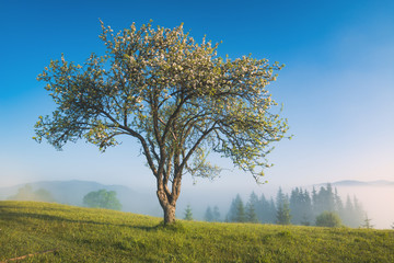 Fototapeta premium Majestic misty sunrise