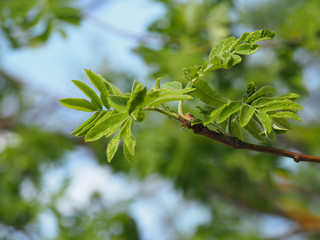 Kidney of a mountain ash in the spring