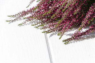 Heather flowers on white background with copy space