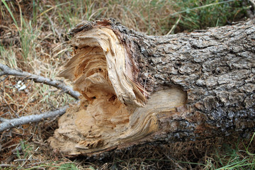 Fallen Cedar Trunk