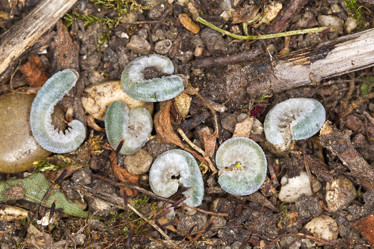 Raupe des Frostspanners
