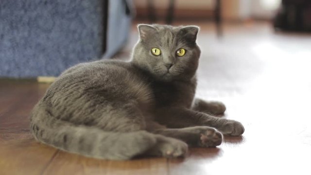 Blue British cat is lying at home in front of camera