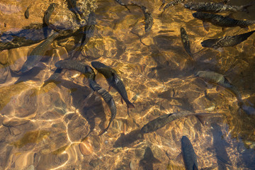 group of fish in the clear water