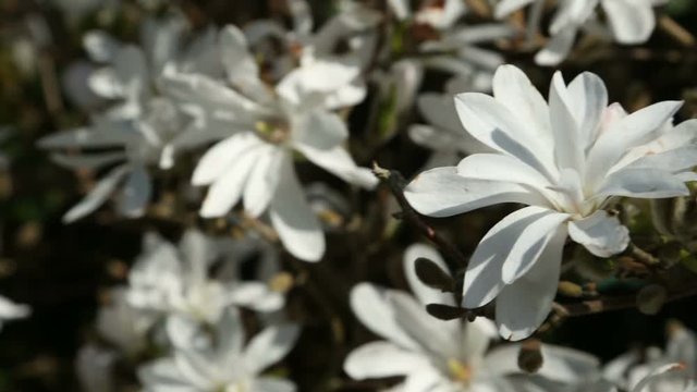 Pan right of white stellata magnolia in Spring bloom
