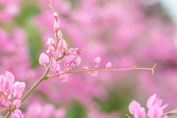 Coral vine or Antigonon leptopus hook flower