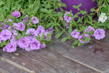 Violet flower petunia wallpaper. Violet petunia flowers in the g