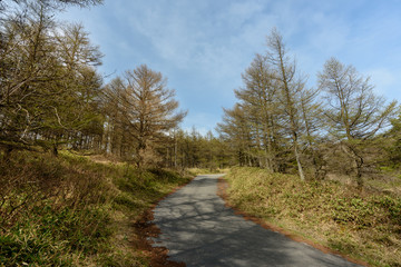 Fototapeta premium 森の中 