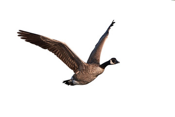 Canada goose (Branta canadensis)