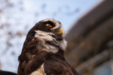 Spectacled Owl Profile Low Angle from Below Horizontal