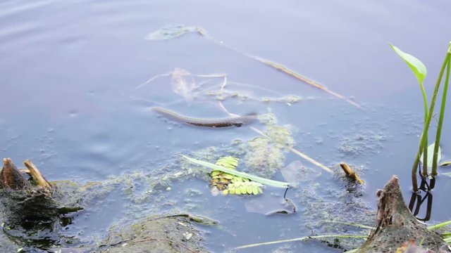 snake floating in river