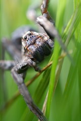 spider in the grass