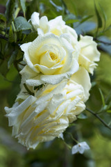 weiße Rose mit Tautropfen