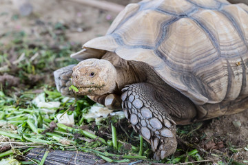 Obraz premium Large tortoise eating vegetables