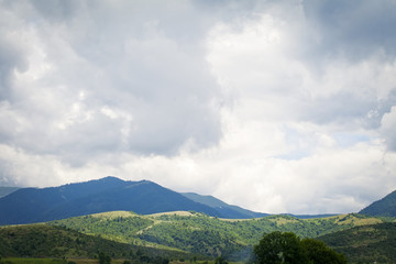 Spruce forest trees in low sun light rays on a mountain slope.