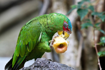 Obraz premium Ara - Amazona albifrons - Weißstirnamazone