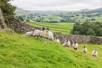 A small flock of sheep with a drystone wall behind in the Yorkshire Dales.