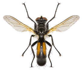 Tachinid Fly Cylindromyia on white Background  -  Cylindromyia auriceps (Meigen, 1838)