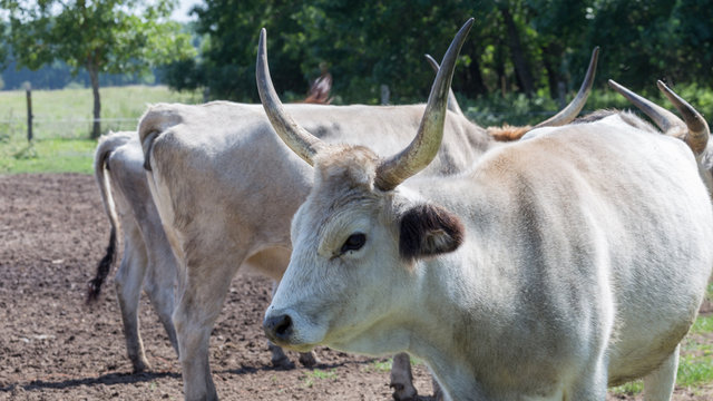 Hungarian Grey Cattle