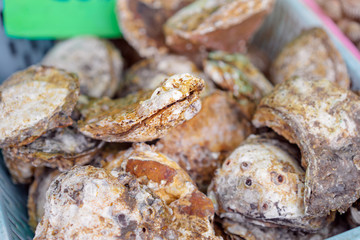 Seafood. Close up of fresh raw oysters on the market.