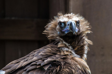 Mönchsgeier - Aegypius monachus