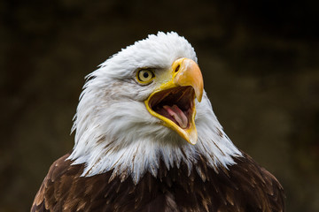 Weißkopfseeadler - Haliaeetus leucocephalus