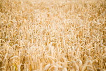 Field of rye. Wheat of field.