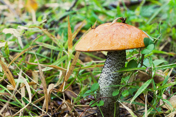 Orange-cap boletus edulis mushroom. Autumn season forest scene. macro view, shallow depth of field, soft focus