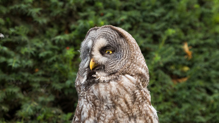 owl 2