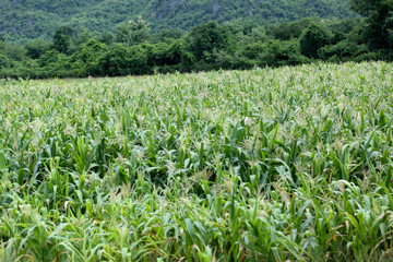 Rural farmland to grow corn.
