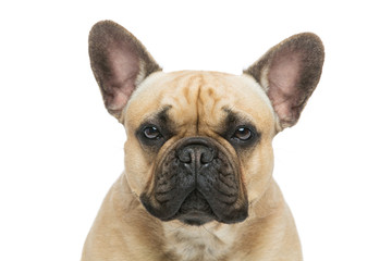 Beautiful french bulldog dog