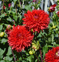 Яркие красные большие и красивые георгины.