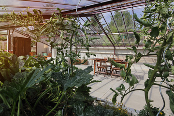 serre dans jardin de particulier en été