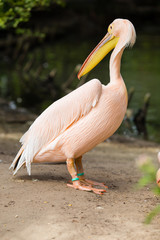 Pelican. Big bird on the beautifyl.