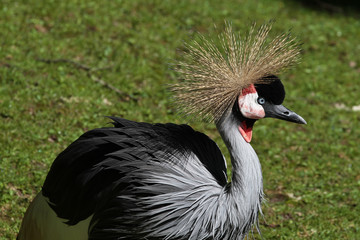 Kronenkranich - Balearica pavonina
