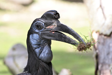 Nördlicher Hornrabe - Bucerotiformes