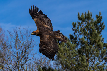 Steinadler - Aquila chrysaetos