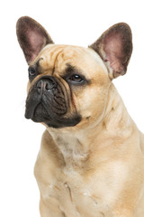 Beautiful french bulldog dog
