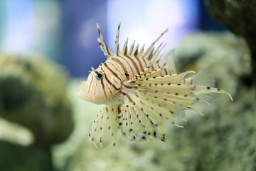 Tropical Devil firefish or Lionfish the name common are swimming