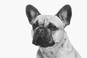 Beautiful french bulldog dog