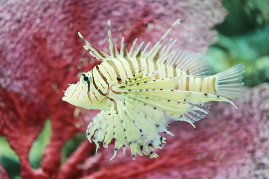 Tropical Devil firefish or Lionfish the name common are swimming