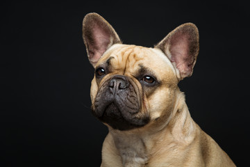 Fototapeta premium Beautiful french bulldog dog