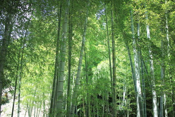 Fototapeta premium 竹林 