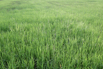 Bright green rice plant in farming area.