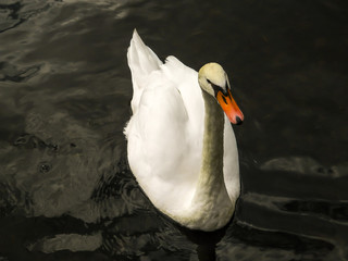 White swan swimming 