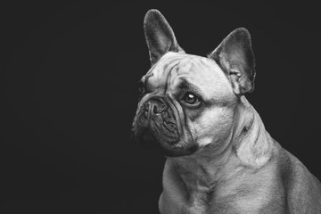 Beautiful french bulldog dog