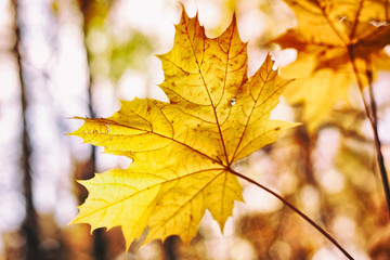 yellow maple leaf in soft focus