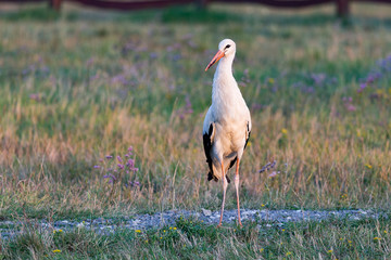 white stork on guard