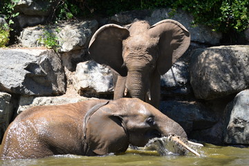 Fototapeta premium Le couple d'éléphants
